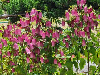 고추농사 정 미라님의 자유주제 · 사진전 작성글 사진