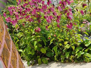 고추농사 정 미라님의 자유주제 · 사진전 작성글 사진