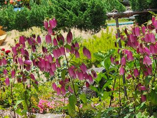 고추농사 정 미라님의 자유주제 · 사진전 작성글 사진