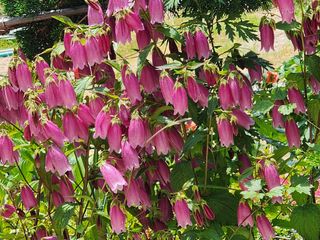 고추농사 정 미라님의 자유주제 · 사진전 작성글 사진