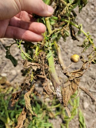 스테파노1님의 감자 · 병해충상담 작성글 사진