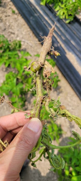 스테파노1님의 감자 · 병해충상담 작성글 사진