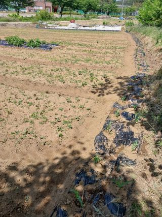 해안로님의 자유주제 · 자유게시판 작성글 사진