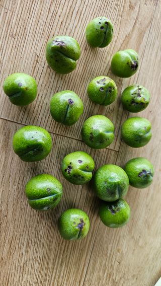 강원송이님의 자두 · 병해충상담 작성글 사진