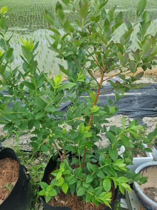 연산나무농장님의 자유주제 · 자유게시판 작성글 사진