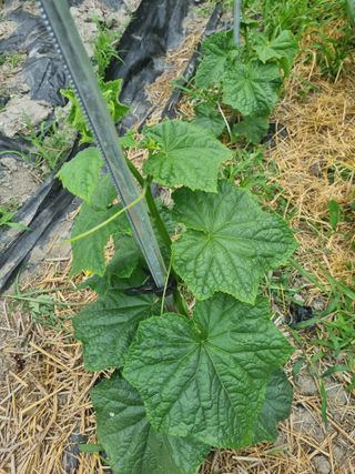 연산나무농장님의 자유주제 · 자유게시판 작성글 사진