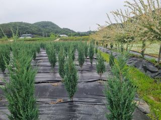 연산나무농장님의 자유주제 · 자유게시판 작성글 사진