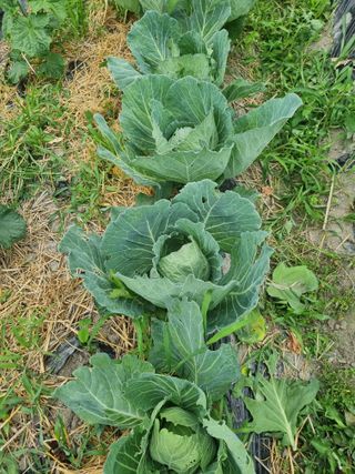 연산나무농장님의 자유주제 · 자유게시판 작성글 사진