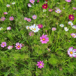 연산나무농장님의 자유주제 · 자유게시판 작성글 사진