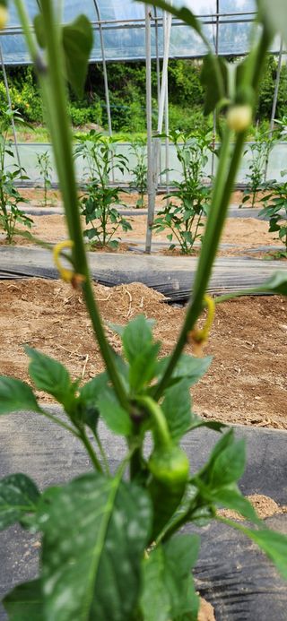 병아리농사꾼님의 고추 · 병해충상담 작성글 사진