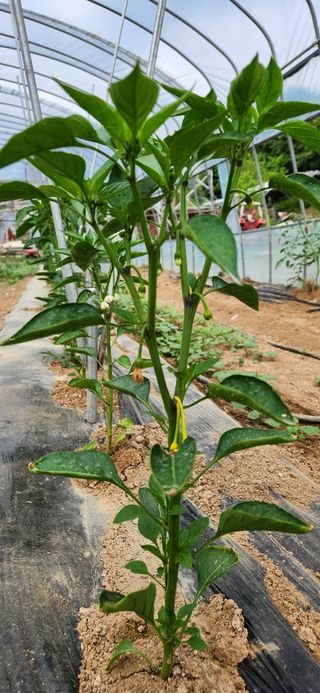 병아리농사꾼님의 고추 · 병해충상담 작성글 사진