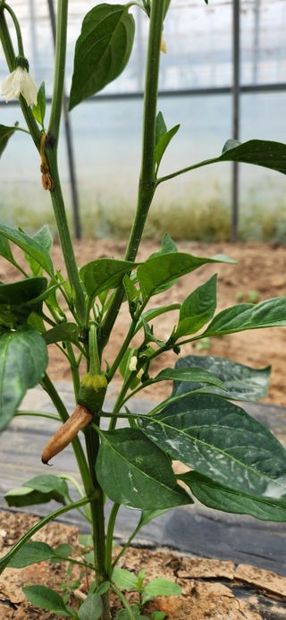 병아리농사꾼님의 고추 · 병해충상담 작성글 사진