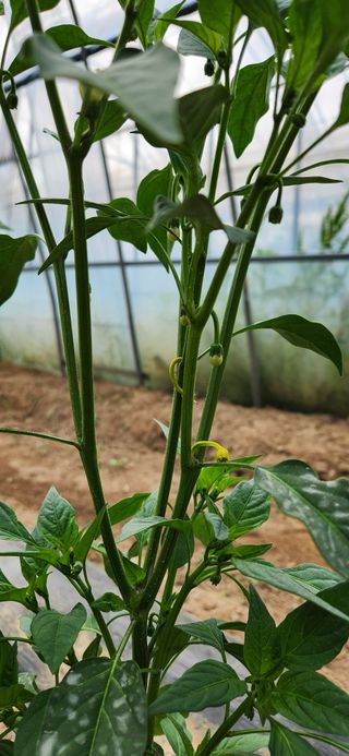 병아리농사꾼님의 고추 · 병해충상담 작성글 사진