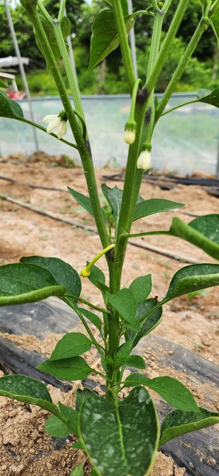 병아리농사꾼님의 고추 · 병해충상담 작성글 사진