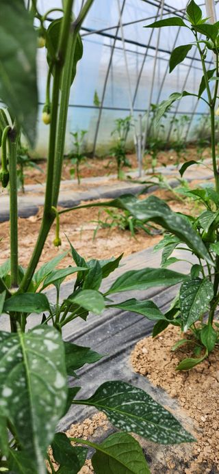 병아리농사꾼님의 고추 · 병해충상담 작성글 사진