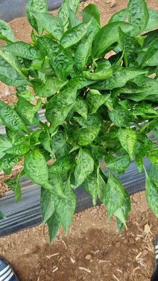 이상균님의 고추 · 병해충상담 작성글 사진