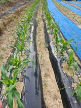 팜모닝 옥수수·영농일지 게시글 이미지