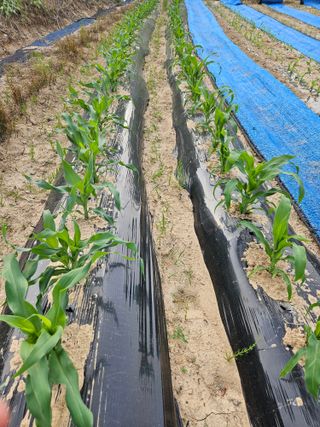 서화복님의 옥수수 · 영농일지 작성글 사진