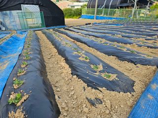 서화복님의 옥수수 · 영농일지 작성글 사진