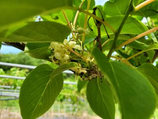 허 동길(길이농장)님의 기타작물 · 영농일지 작성글 사진