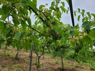 허 동길(길이농장)님의 기타작물 · 영농일지 작성글 사진