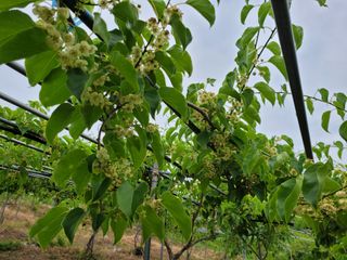 허 동길(길이농장)님의 기타작물 · 영농일지 작성글 사진