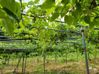 허 동길(길이농장)님의 기타작물 · 영농일지 작성글 사진