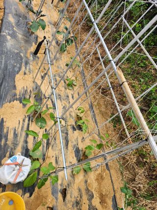 장재갑님의 오이 · 영농일지 작성글 사진