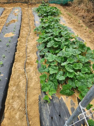 장재갑님의 오이 · 영농일지 작성글 사진