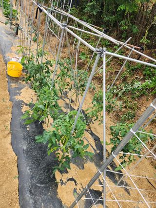 장재갑님의 오이 · 영농일지 작성글 사진