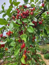 팜모닝 오이·영농일지 게시글 이미지