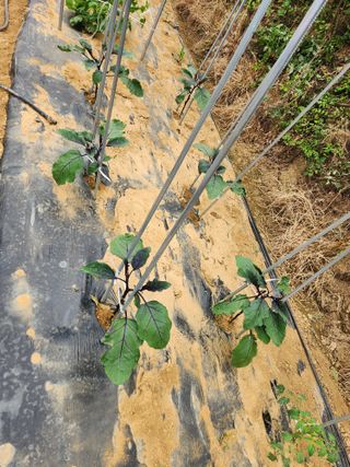 장재갑님의 오이 · 영농일지 작성글 사진