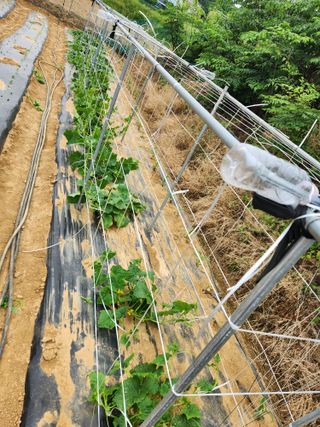 장재갑님의 오이 · 영농일지 작성글 사진