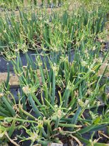 팜모닝 자유주제·자유게시판 게시글 이미지