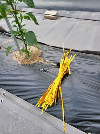 땅땅님의 고추 · 지주설치•유인•성장 작성글 사진