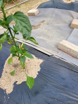 땅땅님의 고추 · 지주설치•유인•성장 작성글 사진