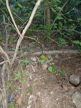 팜모닝 기타작물·영농일지 게시글 이미지