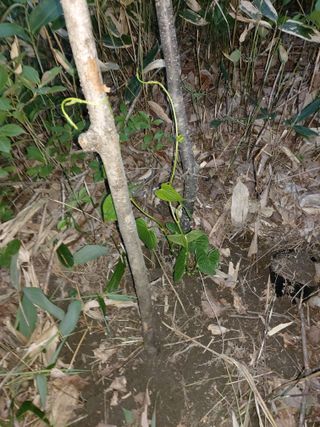 이상돈님의 기타작물 · 영농일지 작성글 사진