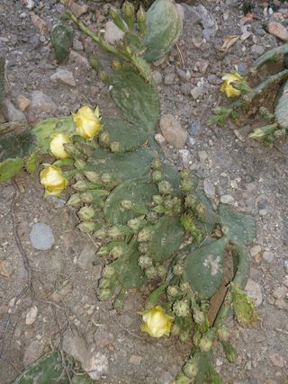 이상돈님의 기타작물 · 영농일지 작성글 사진