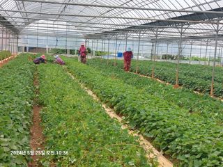 농촌이백억농원^^님의 고구마 · 영농일지 작성글 사진