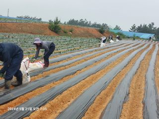 농촌이백억농원^^님의 고구마 · 영농일지 작성글 사진