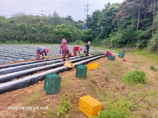 농촌이백억농원^^님의 고구마 · 영농일지 작성글 사진