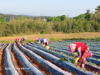 농촌이백억농원^^님의 고구마 · 영농일지 작성글 사진