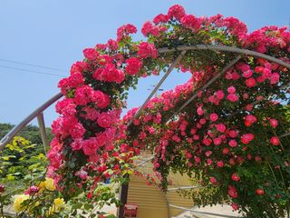 고추농사 정 미라님의 자유주제 · 사진전 작성글 사진