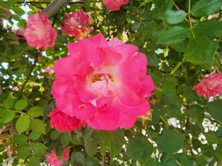 고추농사 정 미라님의 자유주제 · 사진전 작성글 사진