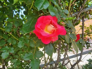 고추농사 정 미라님의 자유주제 · 사진전 작성글 사진