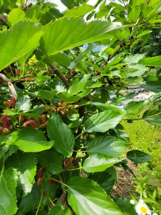 대운이네농원님의 자유주제 · 자유게시판 작성글 사진