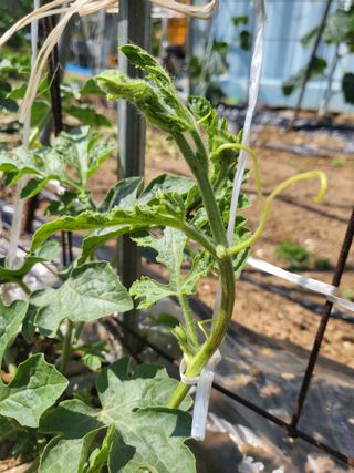 대운이네농원님의 자유주제 · 자유게시판 작성글 사진