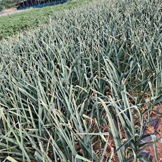 bpjh9173님의 올해 방제 어떻게 하셨나요? · 참여글 작성글 사진