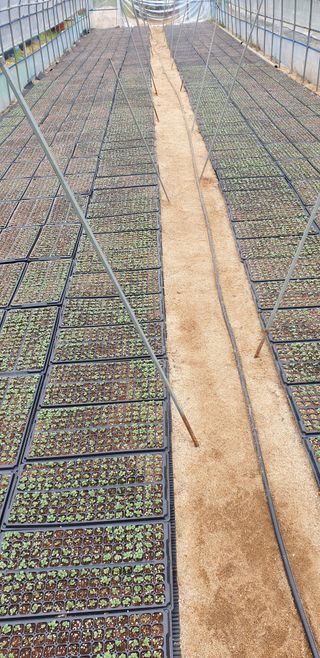 알 수 없음님의 들깨 · 영농일지 작성글 사진